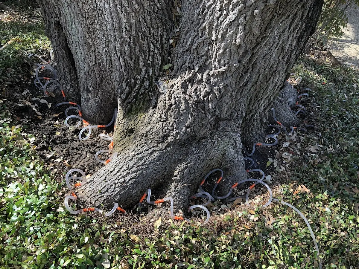 Detailed Tree Cabling and Bracing job site in Albia