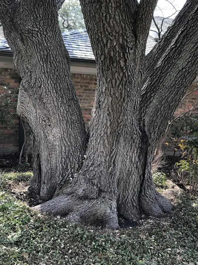 Mature heritage tree close to a Albia property cared for by certified arborists